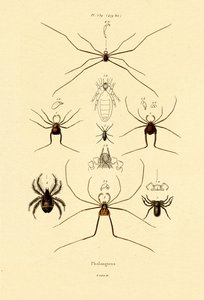 Araignées, 1833-39 - French School